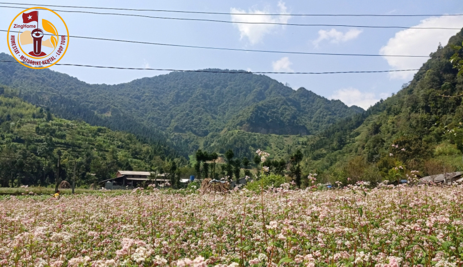 A Sea of Buckwheat Flowers Under the Mountain Sky