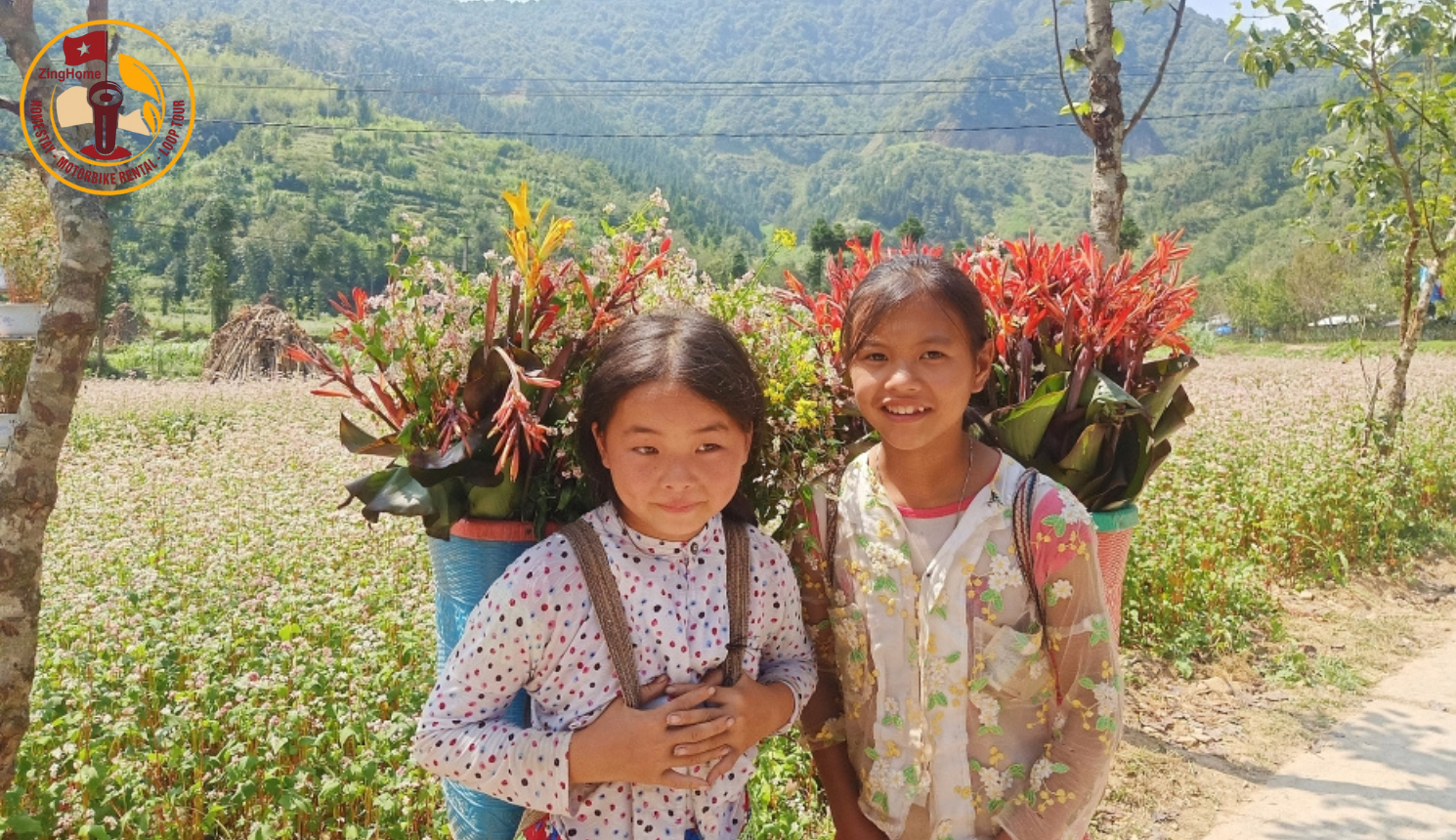 Buckwheat flower fields in full bloom at Dong Van Geopark