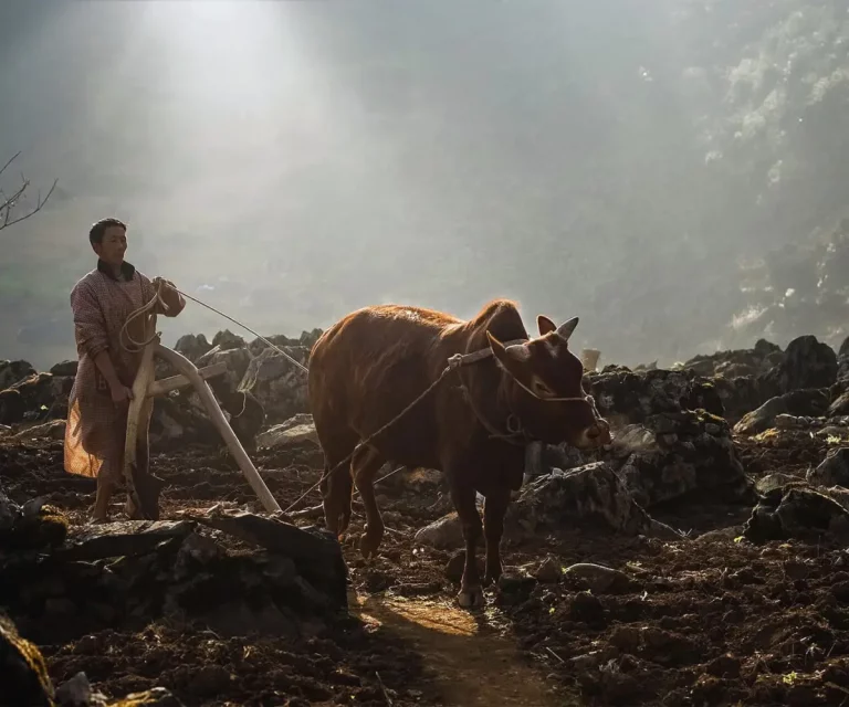The simple life of the highland communities in Ha Giang is reflected through scenes of daily work, everyday activities, and villages hidden amid the majestic mountains and forests.