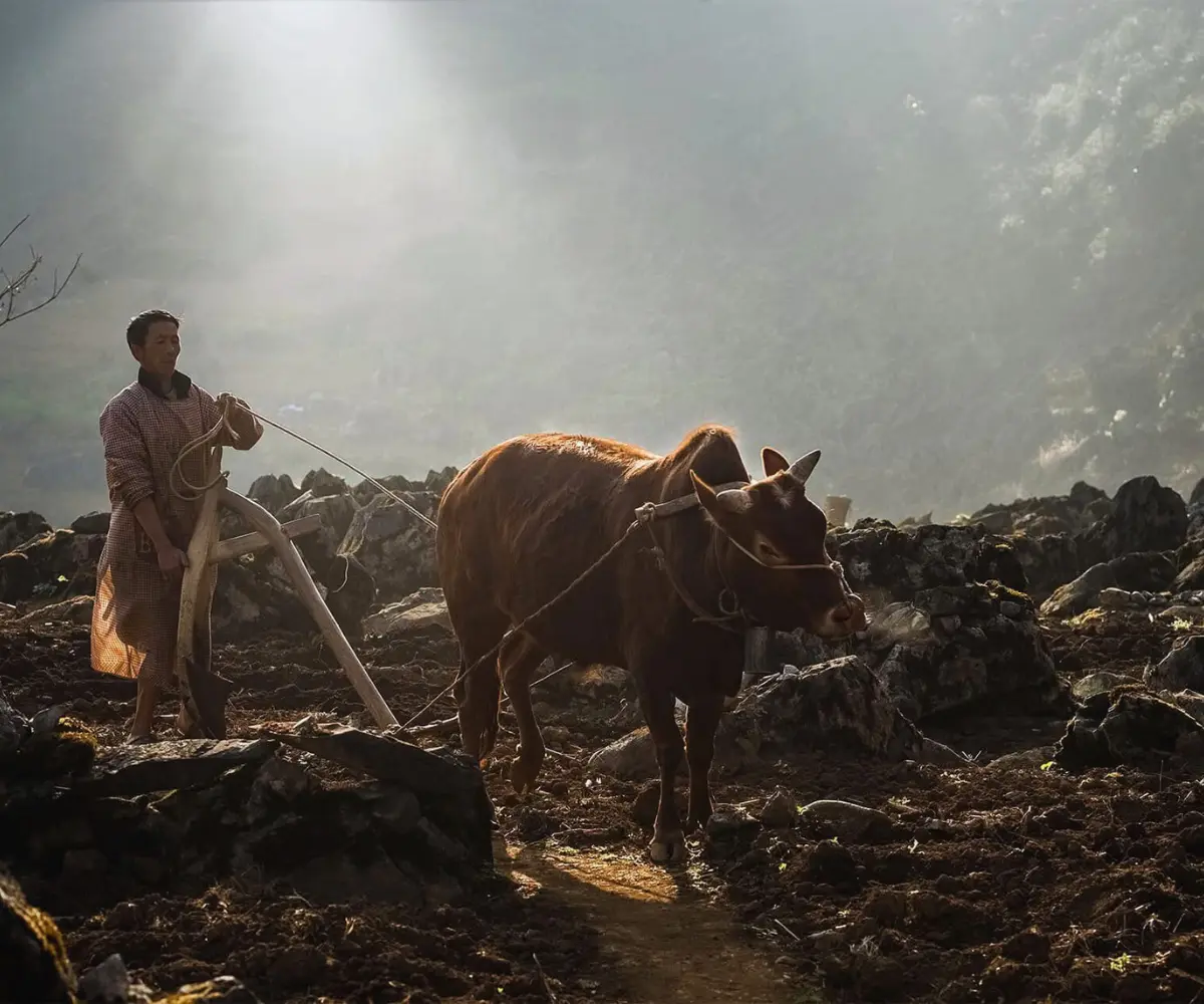 The simple life of the highland communities in Ha Giang is reflected through scenes of daily work, everyday activities, and villages hidden amid the majestic mountains and forests.